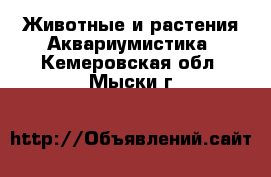 Животные и растения Аквариумистика. Кемеровская обл.,Мыски г.